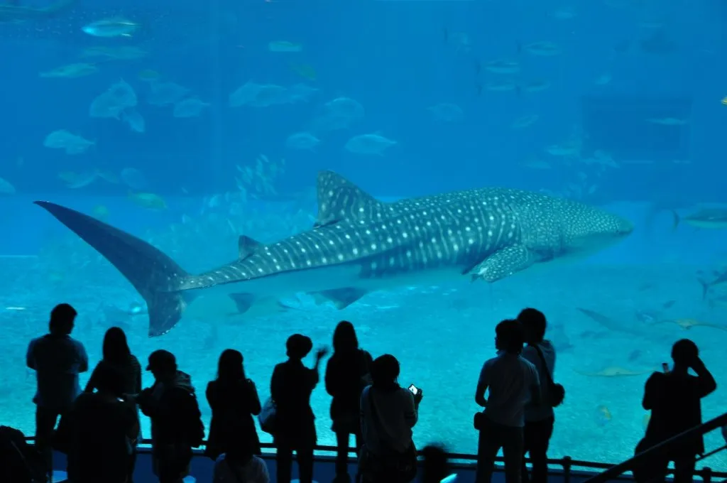 Silhouette of a group of people standing in front of a large pane of glass in an aquarium containing a large shark.